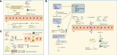 Limosilactobacillus reuteri in immunomodulation: molecular mechanisms and potential applications